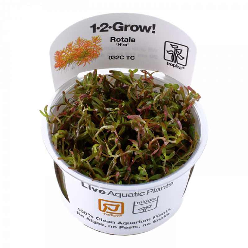 Preview: Rotala rotundifolia 'H'ra' - Tropica 1-2-Grow, im Becher.