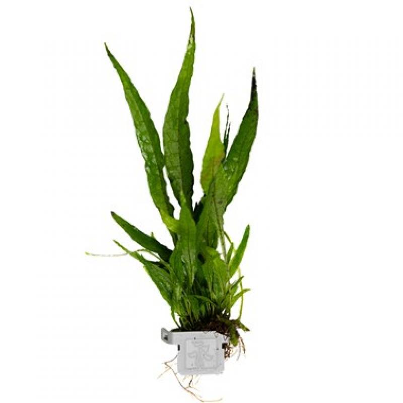 Schmalblättriger Javafarn - Microsorum pteropus 'Narrow', im Topf.