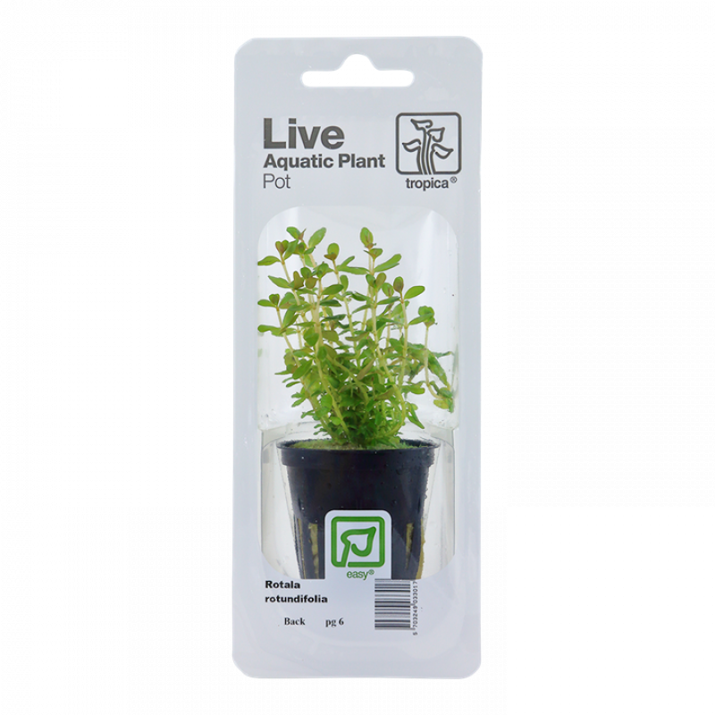 Rundblättrige Rotala - Rotala rotundifolia, in der Verpackung.