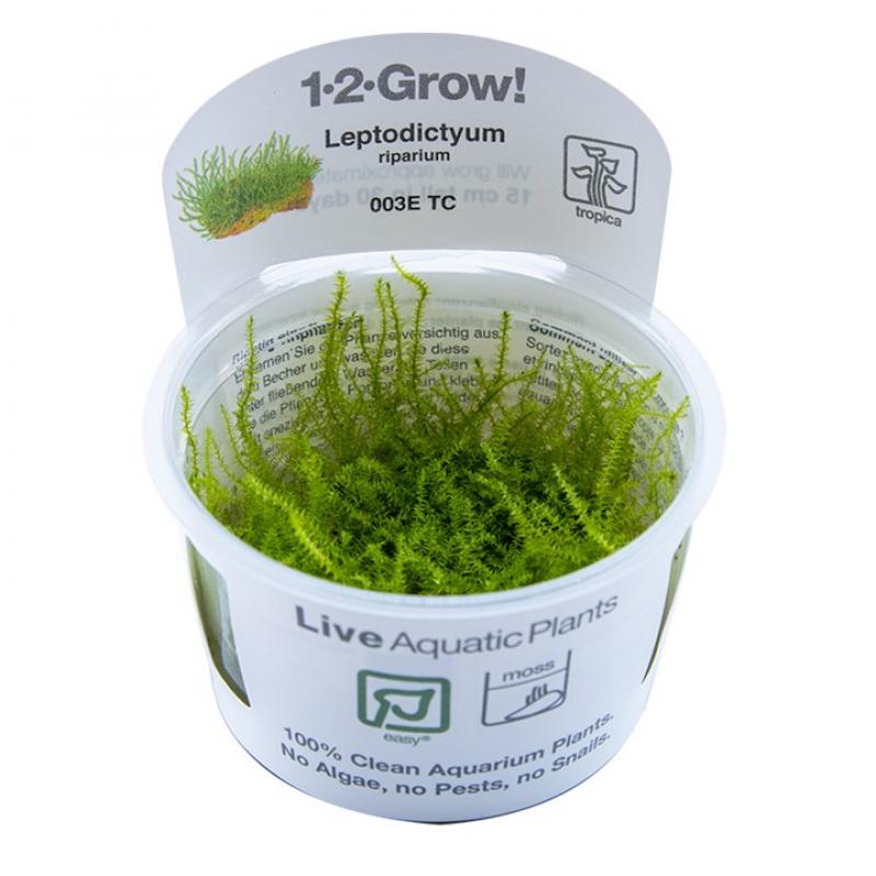 Preview: Leptodictyum riparium - Tropica 1-​2-Grow, im Becher.