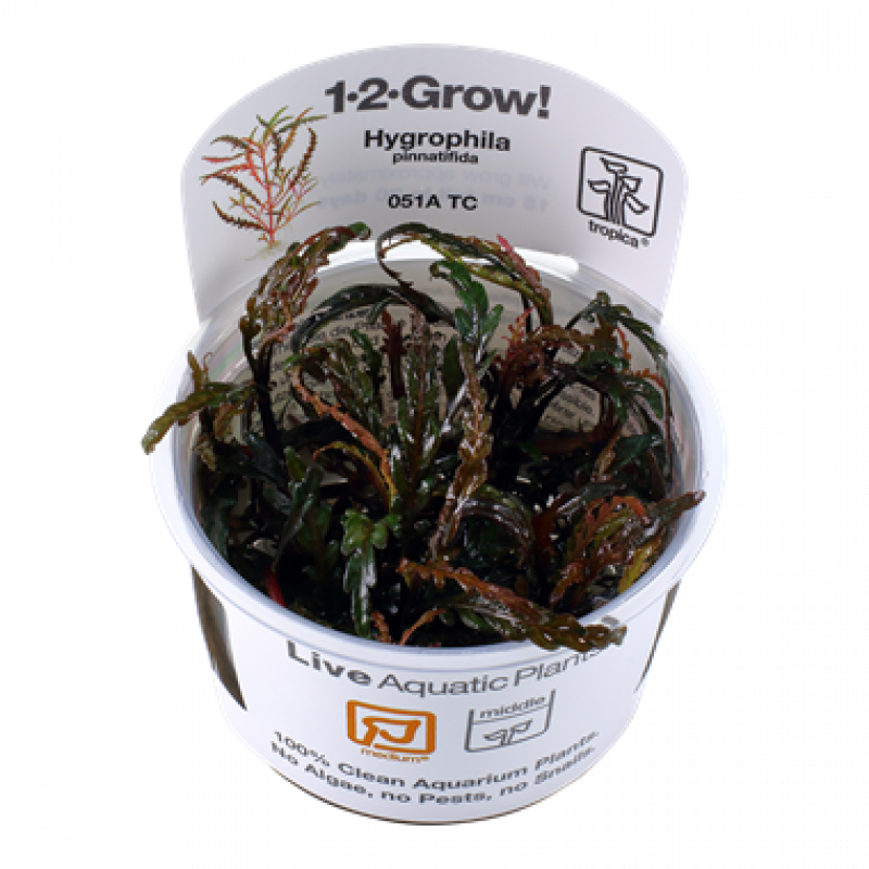 Preview: Hygrophila pinnatifida - Tropica 1-2-Grow, im Becher.