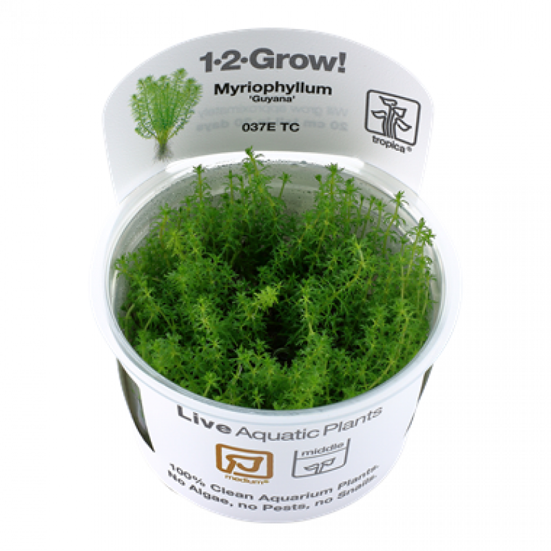 Preview: Myriophyllum 'Guyana', Guyana Tausendblatt - Tropica 1-2-Grow, im Becher.