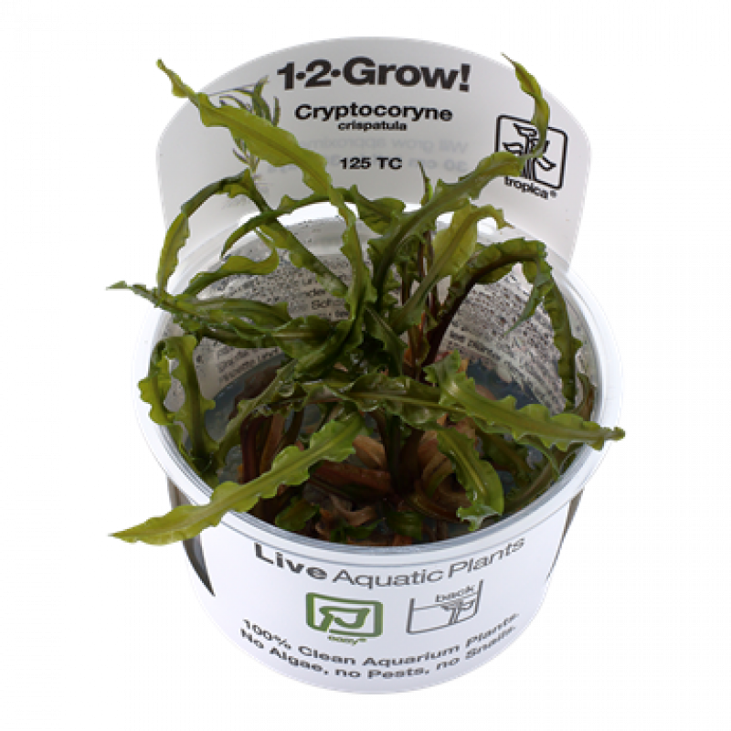 Preview: Cryptocoryne crispatula - Tropica 1-​2-​Grow in dem originalen Becher.
