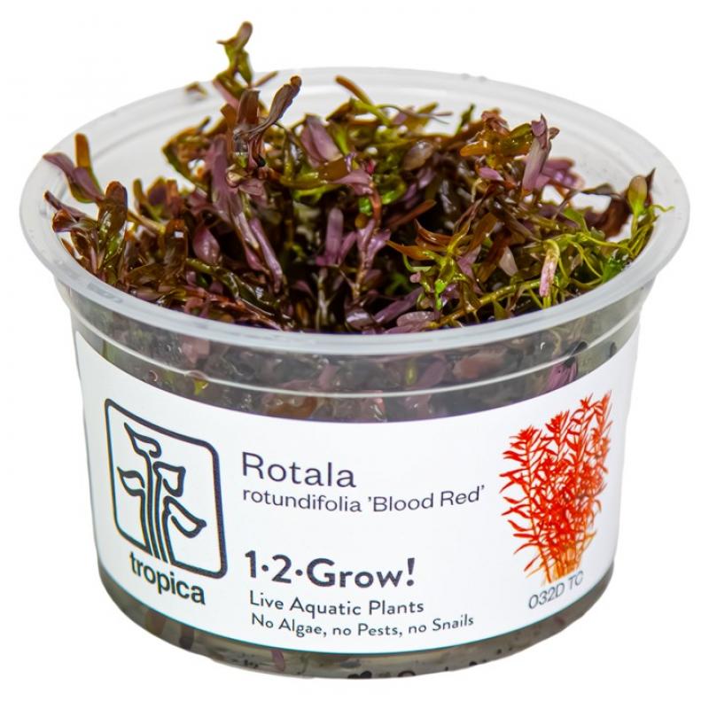 Preview: Rotala rotundifolia 