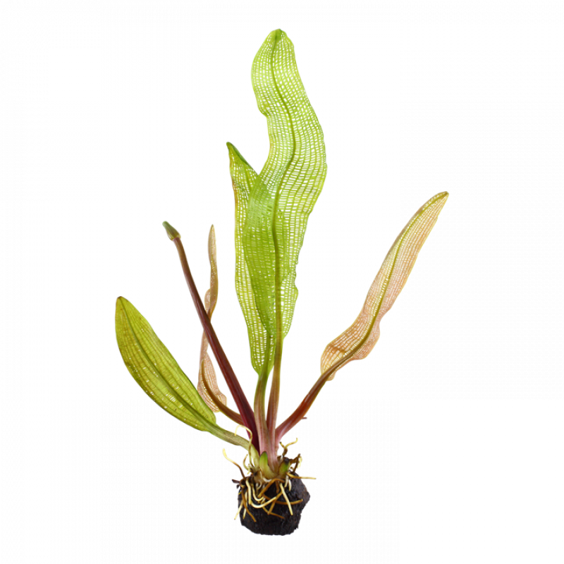 Gitterpflanze - Aponogeton madagascariensis, ganze Pflanze mit Knolle.