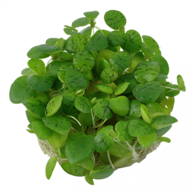 Preview: Limnobium laevigatum, Froschbiss - Tropica 1-2-Grow, ohne Becher.