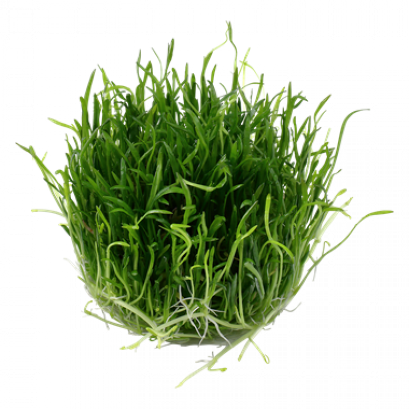 Preview: Lilaeopsis brasiliensis, Neuseeland-Graspflanze - Tropica 1-2-Grow, ohne Becher.