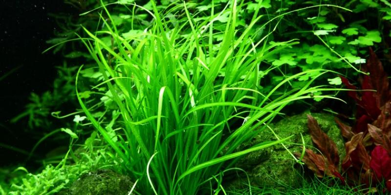 Helanthium tenellum 'Green' - Tropica 1-2-Grow, im Aquarium eingepflanzt.