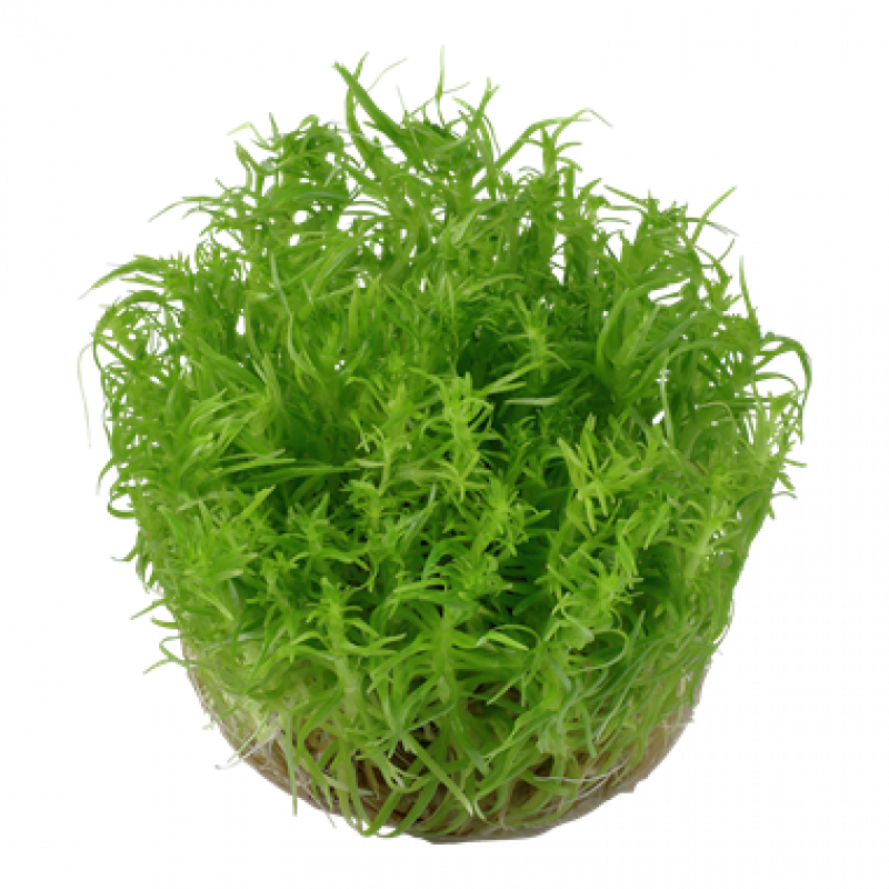 Preview: Pogostemon deccanensis, Indische Sternpflanze - Tropica 1-2-Grow, ohne Becher.