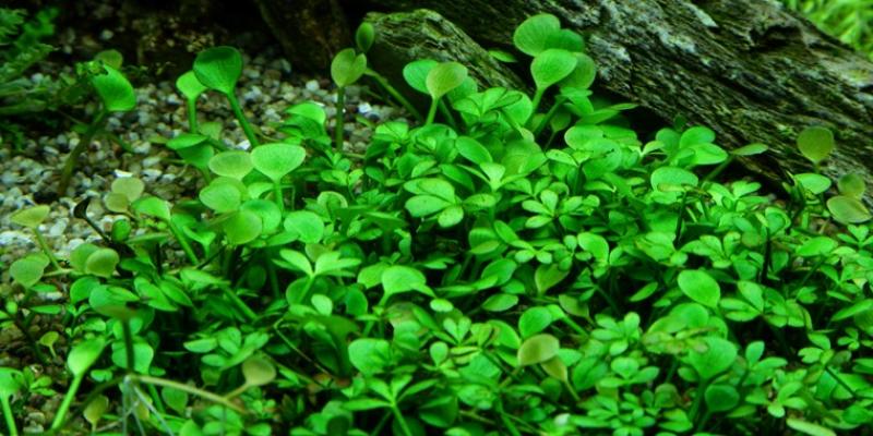 Marsilea hirsuta, Zwergkleefarn - Tropica 1-2-Grow, im Aquarium.