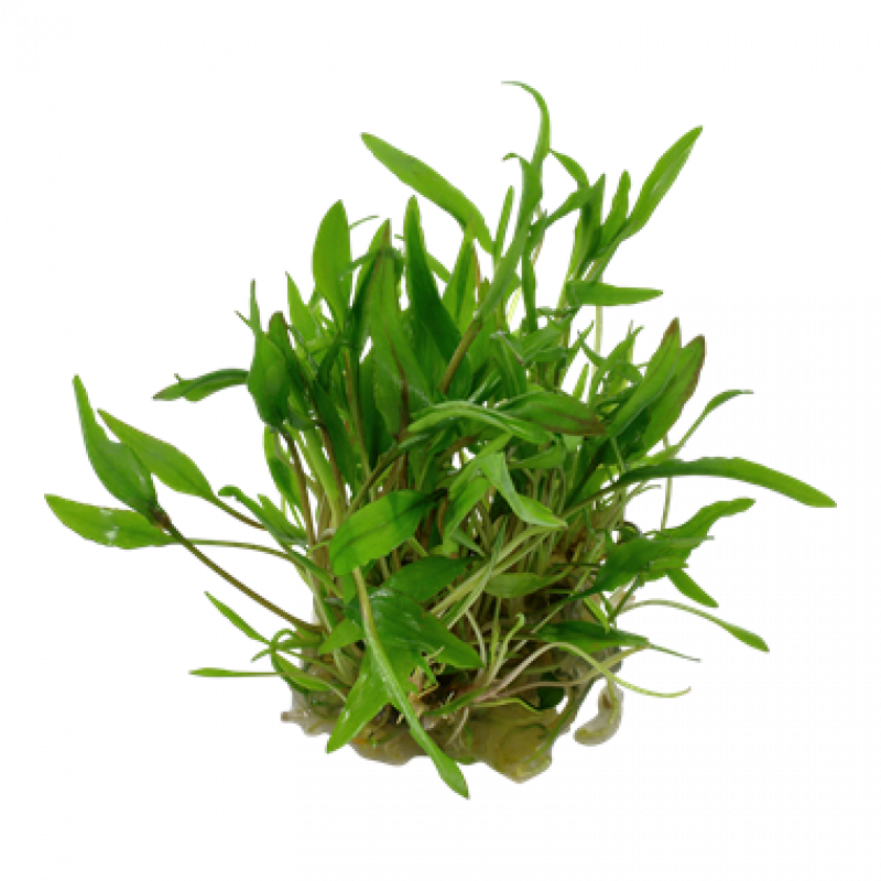 Preview: Cryptocoryne wendtii 