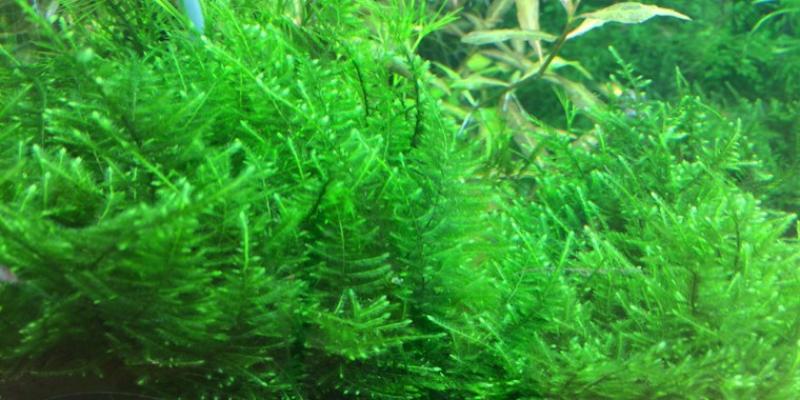Taxiphyllum alternans 'Taiwanmoos' - Tropica 1-2-Grow, unter Wasser.