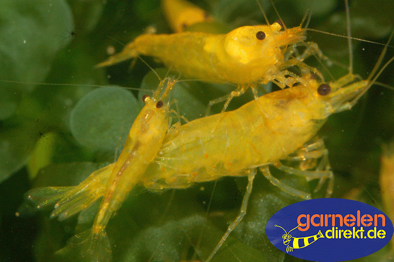 Yellow King Kong Caridina logemani im Aquarium