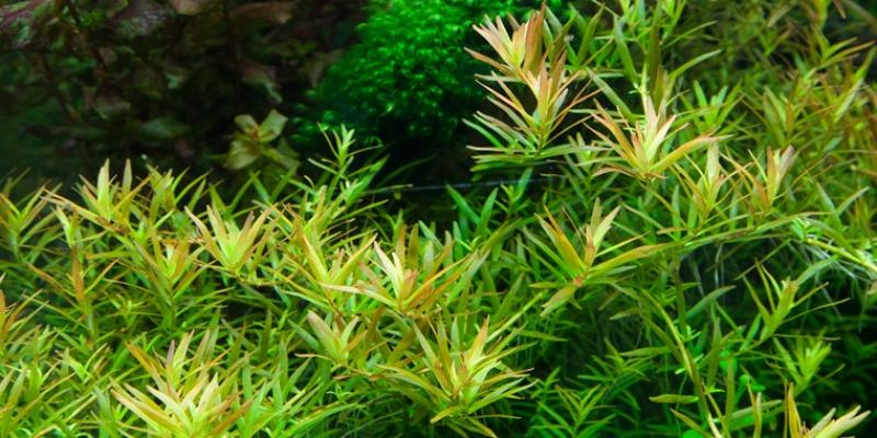 Rotala rotundifolia 'H'ra' - Tropica 1-2-Grow, im Aquarium.