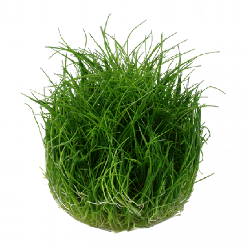 Preview: Eleocharis pusilla - Mini Nadelsimse , ohne Becher um die Menge besser zu erkennen.