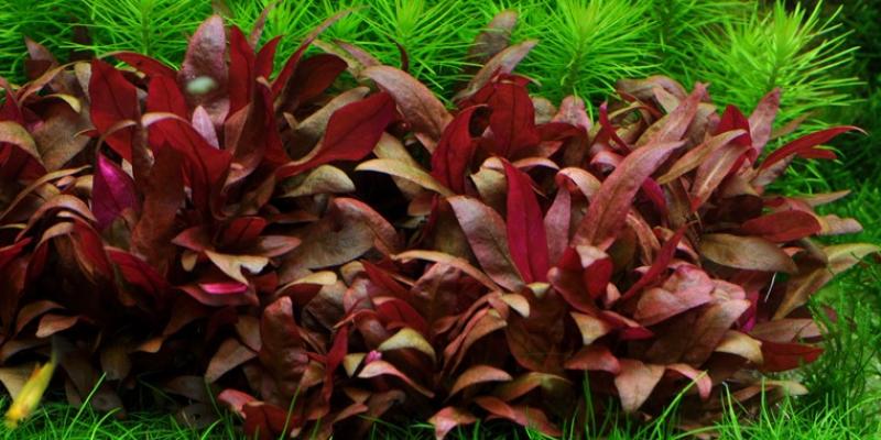 Alternanthera reineckii 'Mini' - Tropica 1-2-Grow, unter Wasser.
