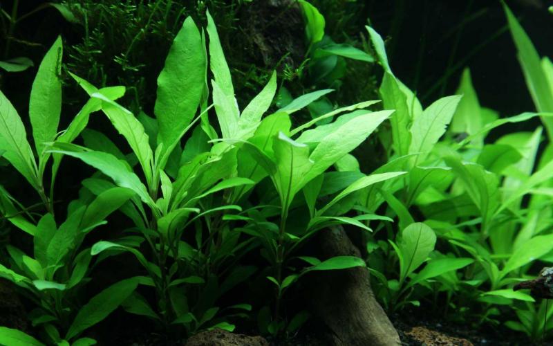 Preview: Thailändischer Wasserfreund - Hygrophila corymbosa 