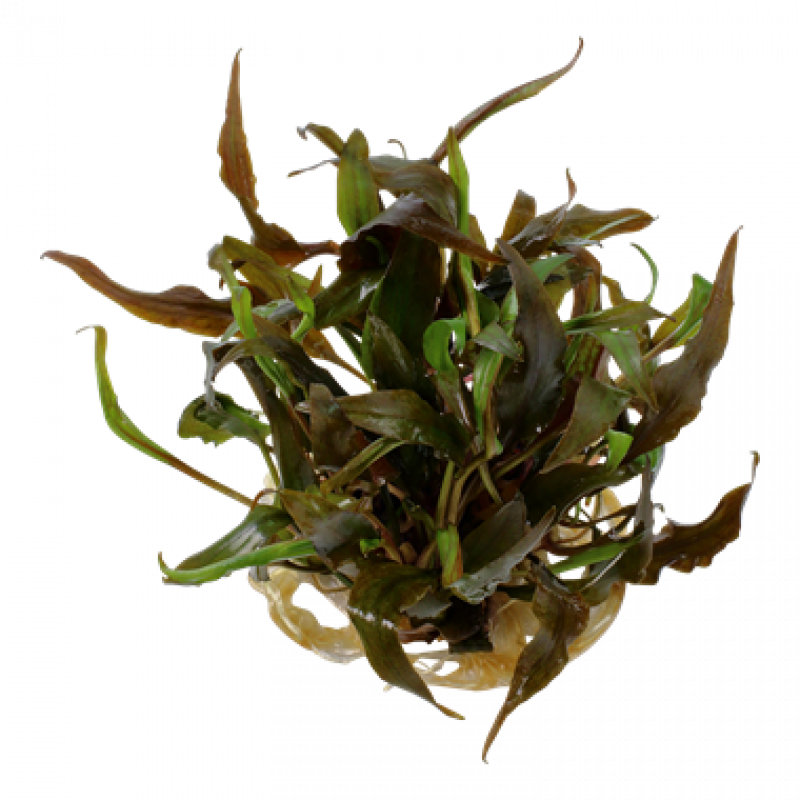 Preview: Cryptocoryne undulatus 
