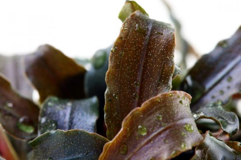 Preview: Bucephalandra 'Kedagang' - Tropica 1-2-Grow, als Nahaufnahme.