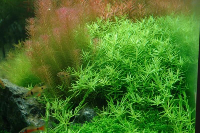 Preview: Rotala rotundifolia 
