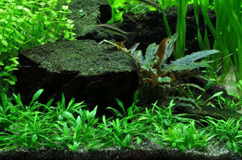 Preview: Cryptocoryne parva - Tropica 1-​2-​Grow im Aquarium.