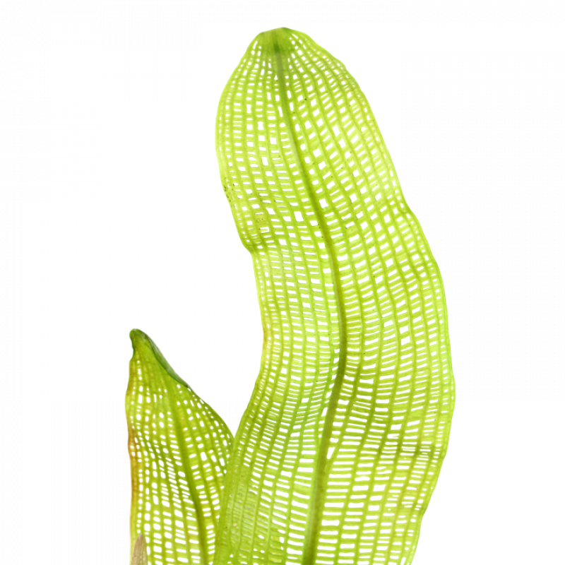 Preview: Gitterpflanze - Aponogeton madagascariensis, Nahaufnahme der Blätter.