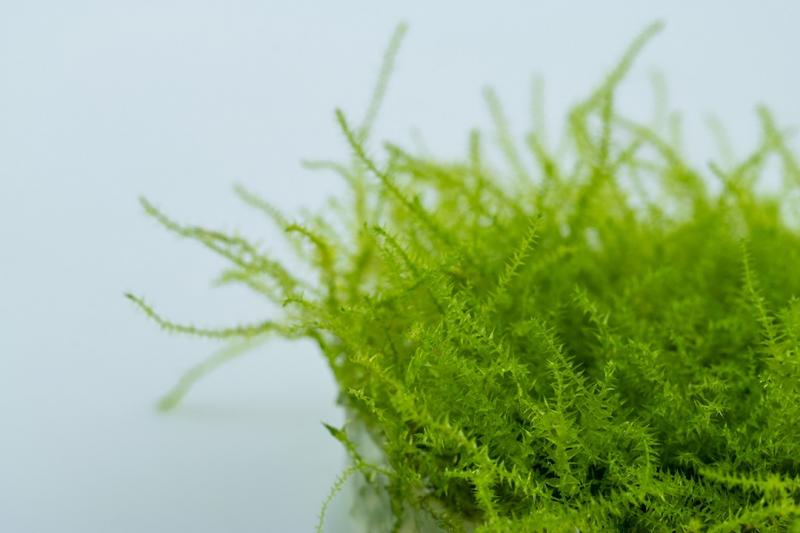 Leptodictyum riparium - Tropica 1-​2-Grow, eine Nahaufnahme.