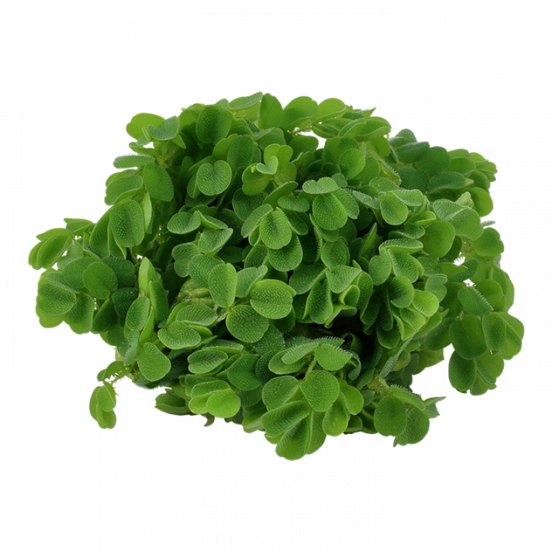 Preview: Salvinia minima - Kleinohriger Schwimmfarn - Tropica 1-2-Grow, ohne Becher.