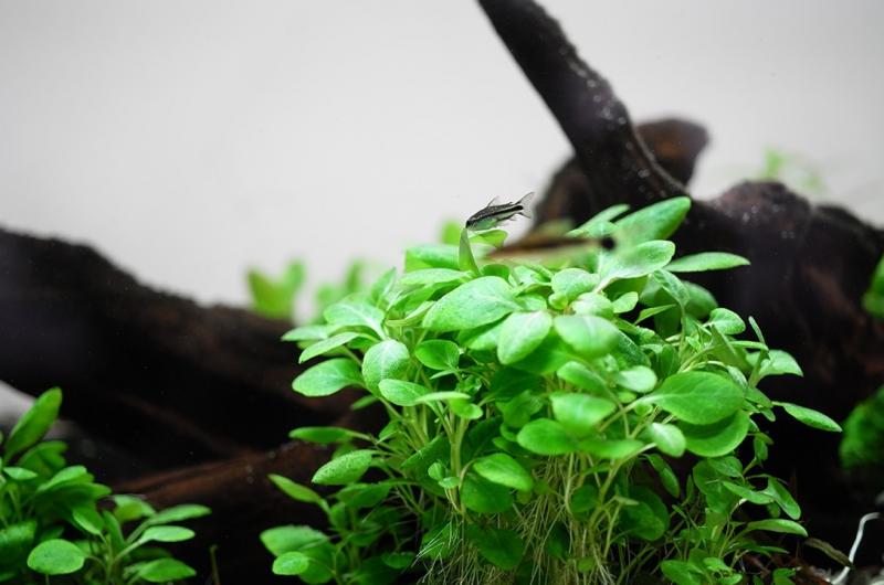 Preview: Lobelia cardinalis 'Mini' - Tropica 1-2-Grow, im Aquarium.