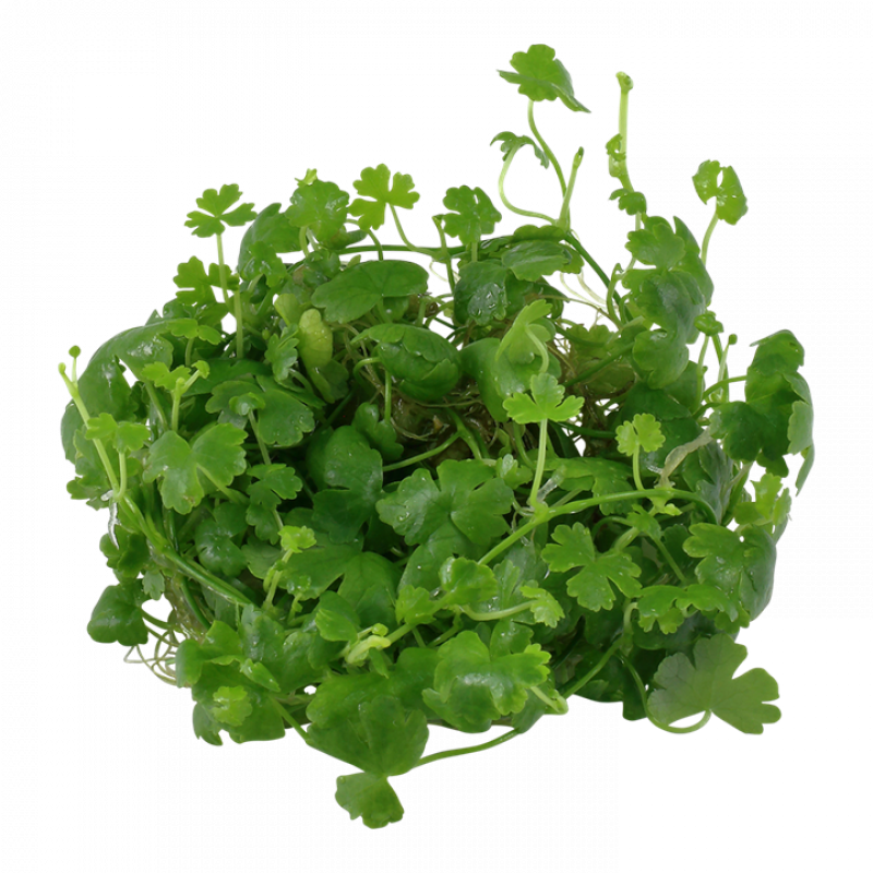 Preview: Hydrocotyle tripartita - Dreiteiliger Wassernabel - Tropica 1-​2-Grow, ohne Becher.