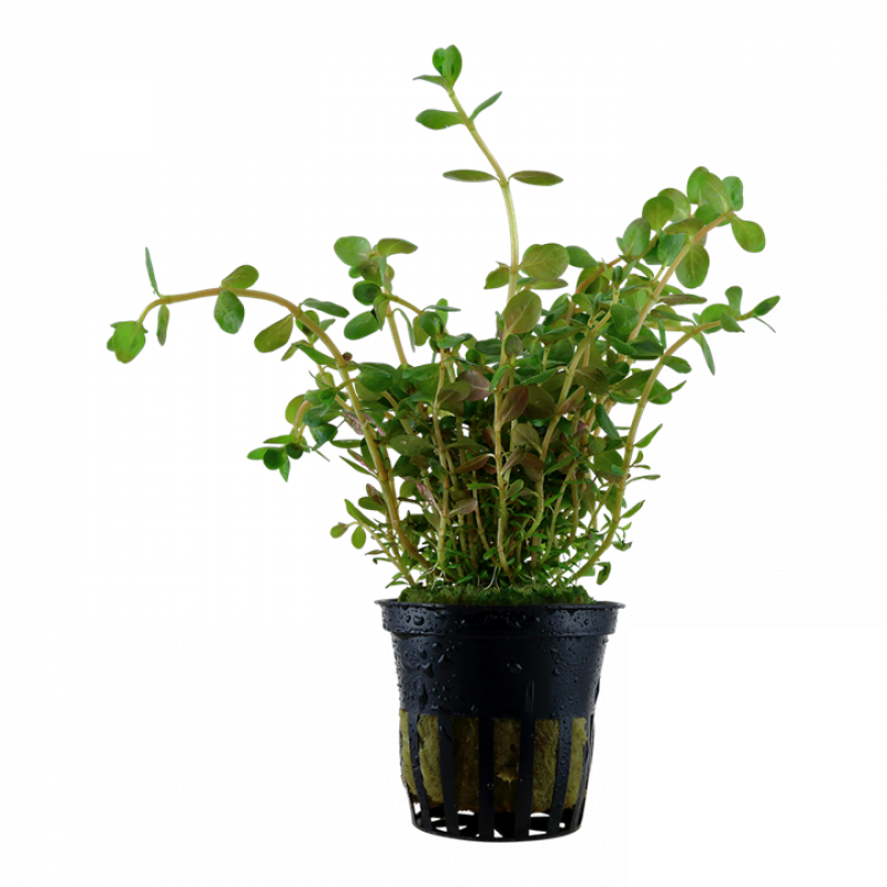 Rundblättrige Rotala - Rotala rotundifolia, im Topf.