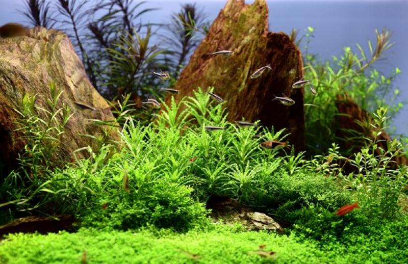 Preview: Pogostemon helferi, kleiner Wasserstern - Tropica 1-2-Grow, schön im Aquarium arrangiert.