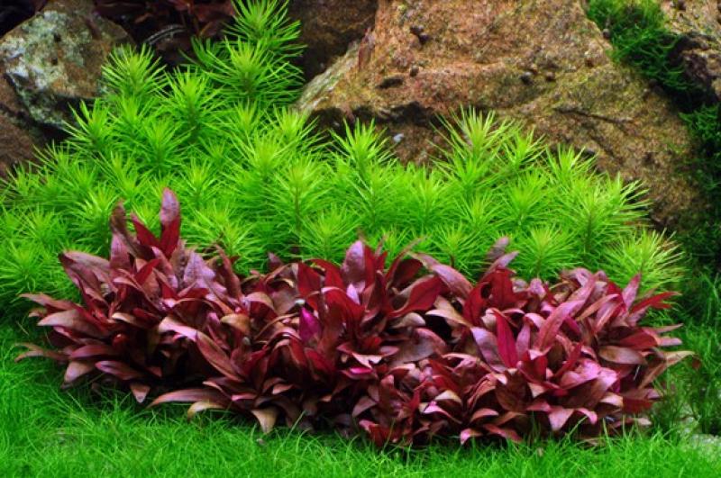 Preview: Pogostemon deccanensis, Indische Sternpflanze - Tropica 1-2-Grow, als Gruppe im Aquarium.