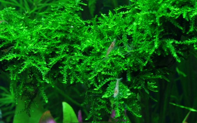 Vesicularia ferriei "Weeping" - Tropica 1-2-Grow, unter Wasser.