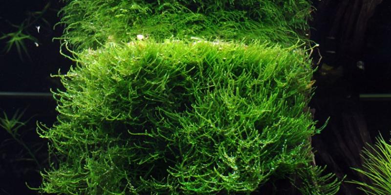Taxiphyllum barbieri Javamoos "Bogor Moos" - Tropica 1-2-Grow, im Aquarium.