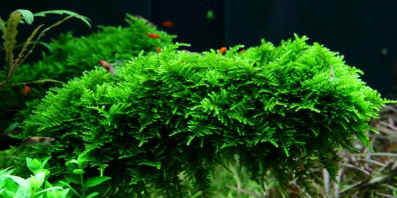 Vesicularia montagnei Christmasmoos - Tropica 1-2-Grow, schönes Polster unter Wasser.
