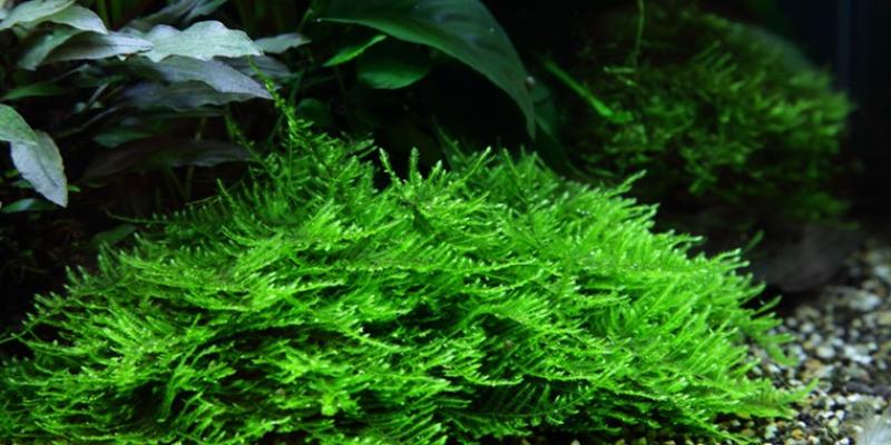 Taxiphyllum 'Spiky' - Tropica 1-2-Grow, unter Wasser im Aquarium.