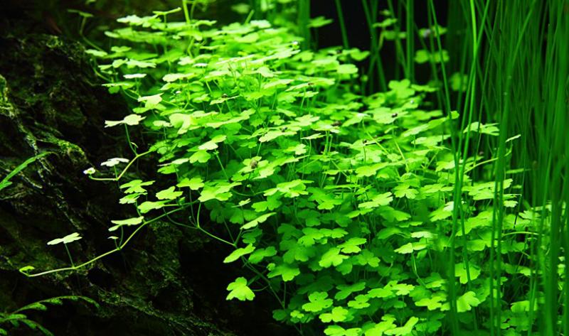 Hydrocotyle tripartita - Dreiteiliger Wassernabel - Tropica 1-​2-Grow, im Aquarium.