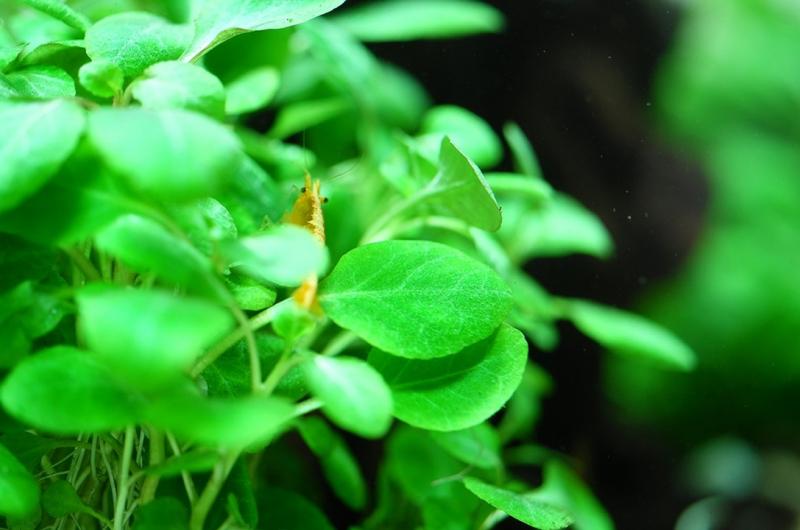 Preview: Lobelia cardinalis 'Mini' - Tropica 1-2-Grow, Nahaufnahme im Aquarium