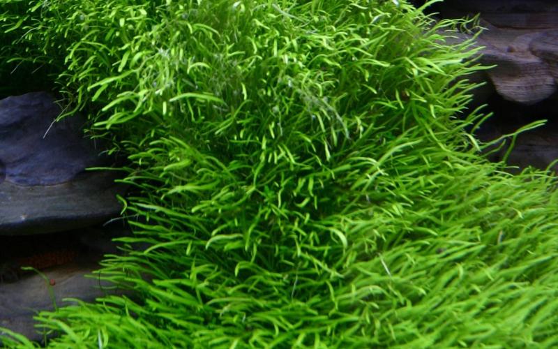 Utricularia graminifolia - Tropica 1-2-Grow, schön im Aquarium angewachsen.