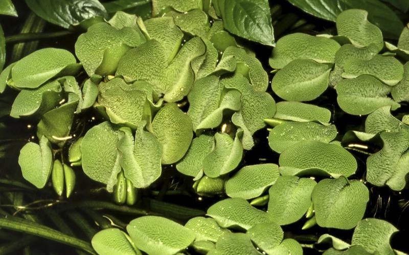 Salvinia minima - Kleinohriger Schwimmfarn - Tropica 1-2-Grow, an der Wasseroberfläche.