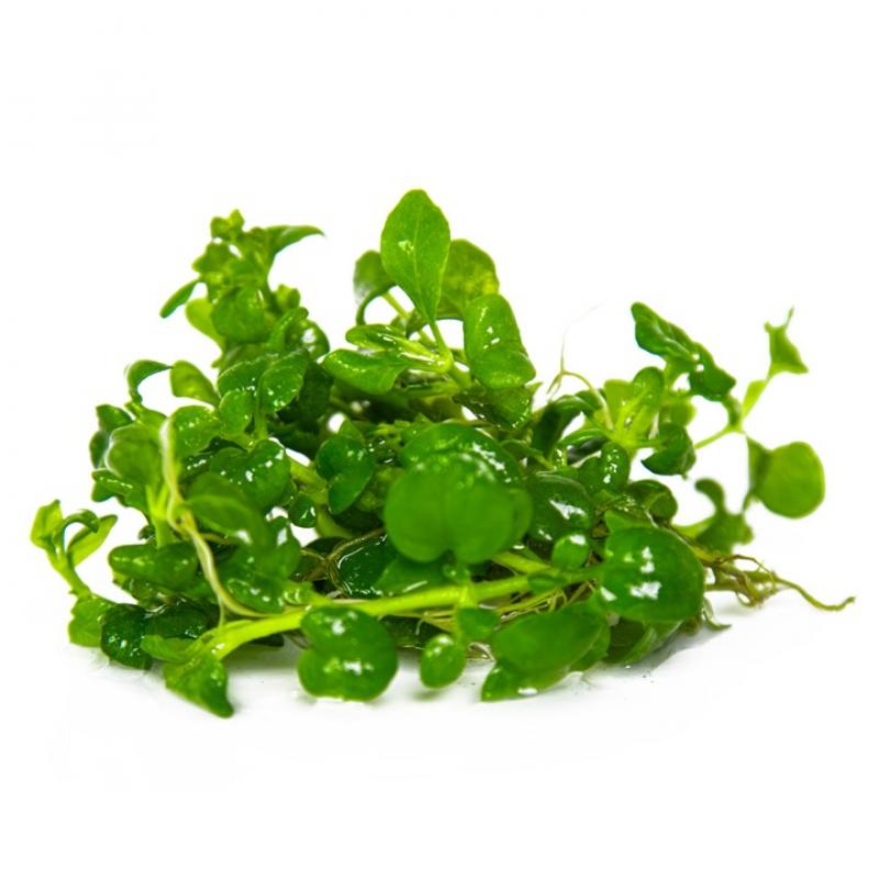Preview: Hygrophila serpyllum - Tropica 1-2-Grow, ohne Becher.