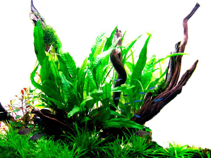 Preview: Schmalblättriger Javafarn - Microsorum pteropus 'Narrow', ohne Verpackung.