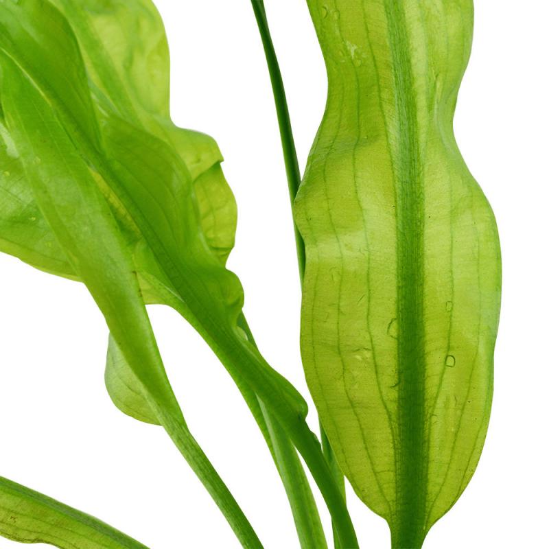 Preview: Close up von Aponogeton ulvaceus – Madagaskar-Wasserähre
