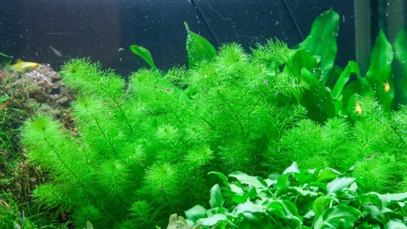 Myriophyllum 'Guyana', Guyana Tausendblatt - Tropica 1-2-Grow, im Aquarium.