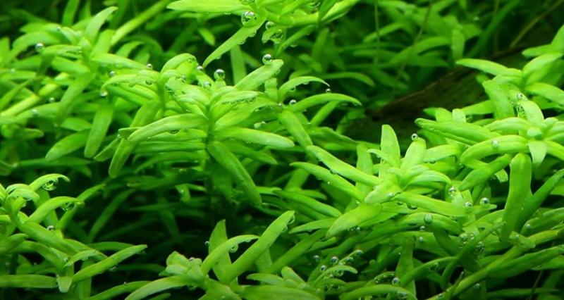 Rotala rotundifolia "Green" - Tropica 1-2-Grow, als Nahaufnahme unter Wasser.