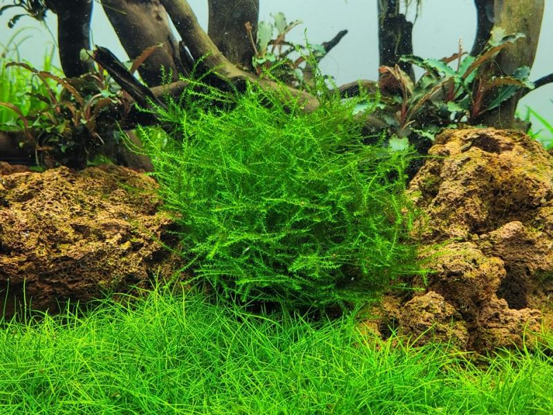 Preview: Leptodictyum riparium - Tropica 1-​2-Grow, im Aquarium.