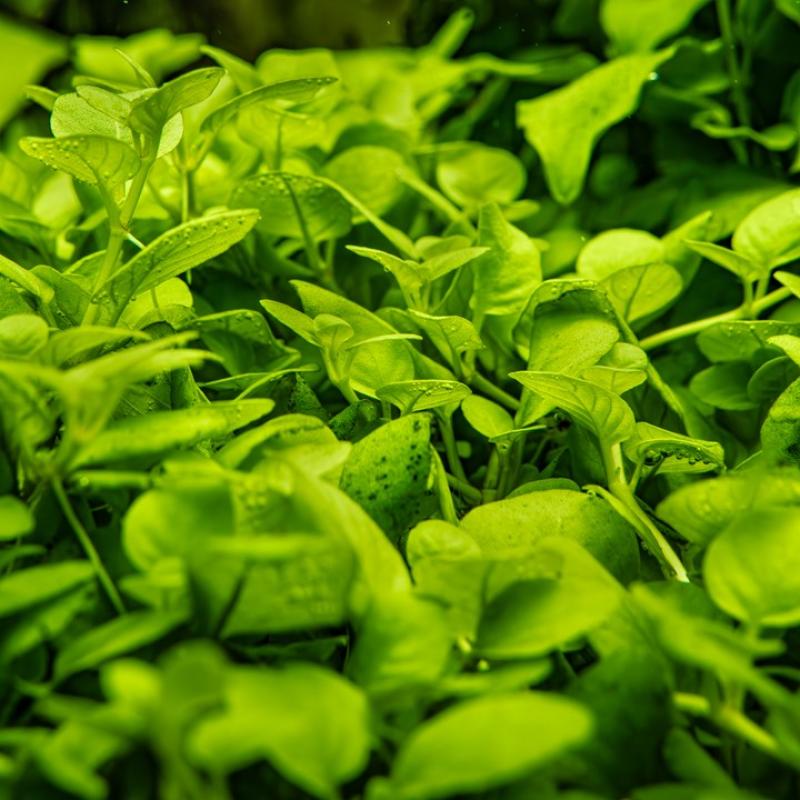 Hygrophila serpyllum - Tropica 1-2-Grow, unter Wasser.