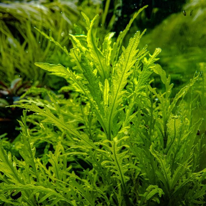 Hygrophila odora - Tropica 1-​2-Grow, im Aquarium.