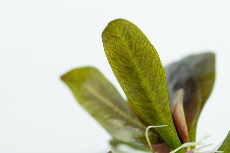 Preview: Echinodorus 'Reni' - Tropica 1-​2-​Grow, in der Nahaufnahme.